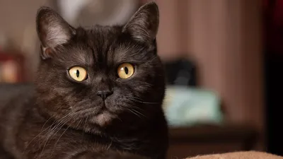 Ровный прямой шотландский кот Стоковое Фото - изображение насчитывающей  мало, шаловливо: 115226786