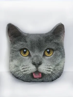серый шотландский кот на голубом холсте Стоковое Изображение - изображение  насчитывающей шерсть, глаза: 217963733