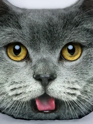 Пухленький шотландский кот- аристократ» — создано в Шедевруме
