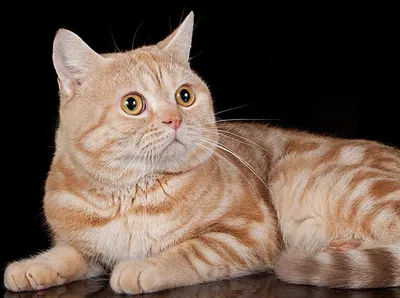 Trend News 2019 - Шотландский кот- активная , игривая порода с нравственным  характером. Так ли это? | Facebook