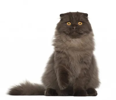 Шотландская вислоухая кошка: описание породы, характер.