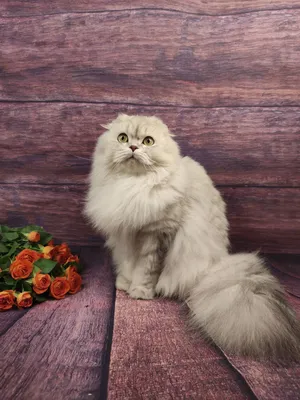 Британская вислоухая длинношерстная кошка - картинки и фото koshka.top