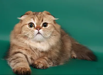 Британская длинношерстная вислоухая кошка - 73 фото