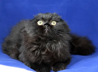 Шотландская вислоухая кошка черная длинношерстная - 47 фото