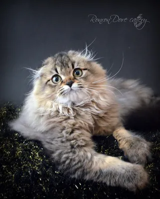 Шотландский вислоухий длинношерстный кот - картинки и фото koshka.top