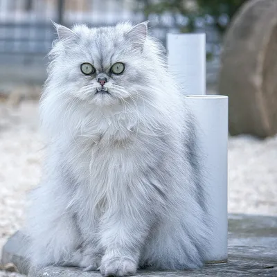 Найдена шотландская вислоухая кошка в Московском поселении | Pet911.ru