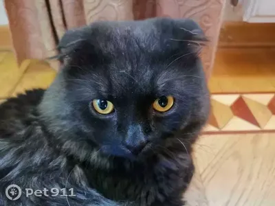 Шотландский,длинношерстный,вислоухий кот,приглашает кошечку на вязку… |  kotodom.ru