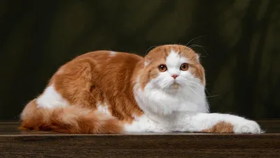 Хайленд фолд – шотландская вислоухая длинношерстная кошка. Описание, фото