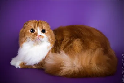 Шотландская вислоухая кошка рыжая длинношерстная - картинки и фото  koshka.top