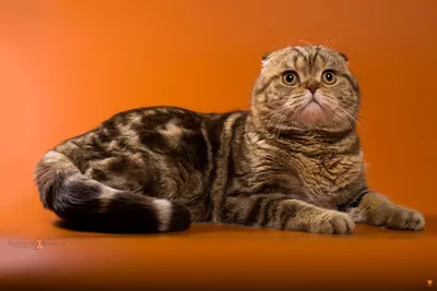 Шотландский вислоухий мраморный кот фото фотографии