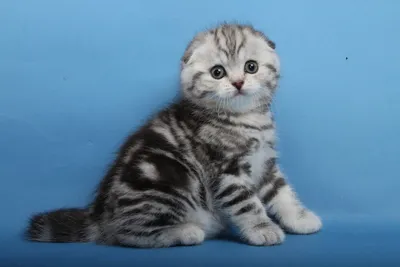 Шотландская вислоухая кошка мраморный окрас - картинки и фото koshka.top