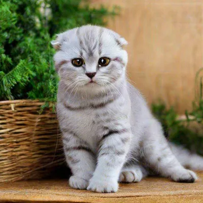 Шотландский вислоухий кот мраморный» — создано в Шедевруме