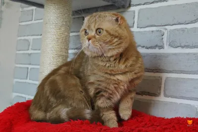 Шотландский вислоухий кот скоттиш фолд окраса мраморный циннамон по кличке  Charlie MeowClub *BY