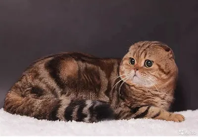 Коричневый шотландский вислоухий кот - 75 фото