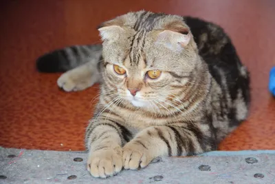 Шотландский вислоухий кот Джони | Котята, Пушистые котята, Кот