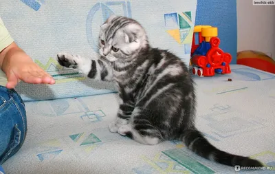 Вислоухий шотландский кот окрас …» — создано в Шедевруме