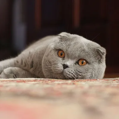 Шотландская вислоухая кошка мраморный окрас - 48 фото