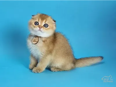 Окрасы шотландских кошек, фото, виды цвета шерсти шотландской породы