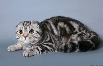 Шотландская вислоухая кошка мраморный окрас - 73 фото