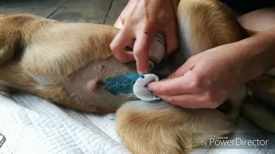 Состояние швов после стерилизации, собака.
