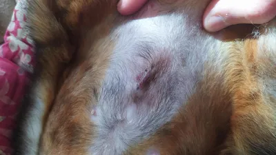 Как обрабатывать шов после стерилизации собаки - «Айболит Плюс» - сеть  ветеринарных клиник