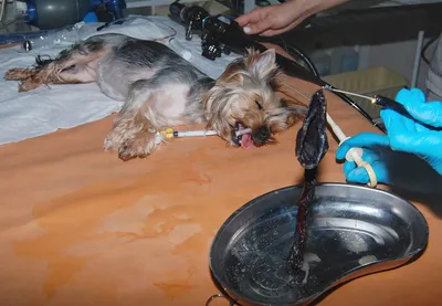 В Чите находят покалеченных собак после стерилизации - 28 июля 2022 -  chita.ru