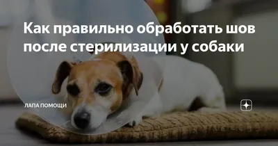 Стерилизация кошек и собак в Минске, цена от 120 byn