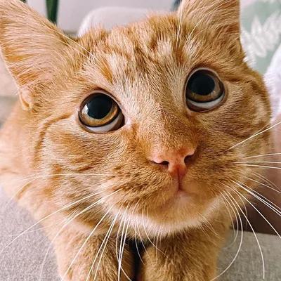 Найден кот из «Шрека»😻 Кот по кличке Писко стал звездой Instagram из-за  своей схожести с котом из мультика «Шрек». У питомца уже 600… | Instagram