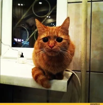 Аватарка кот из Шрэка. | Детеныши животных, Кот, Картинки
