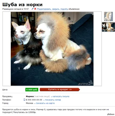 Игрушка из искусственного меха Спаниэль собака 20 см – купить недорого с  доставкой в Москве в интернет магазин Рос-Арт | Цена 760.00 ₽ |
