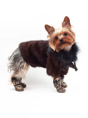 Шуба для собаки, натуральный мех с капюшоном со съемными штанишками, купить  в интернет-магазине Лохматая мода