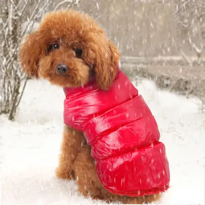 145 Шуба \"Завиток\" - Puppy Angel в интернет магазине одежды для собак  GlamDog.Ru