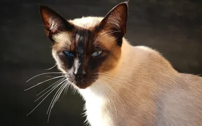 Сиамская кошка\" | Пикабу