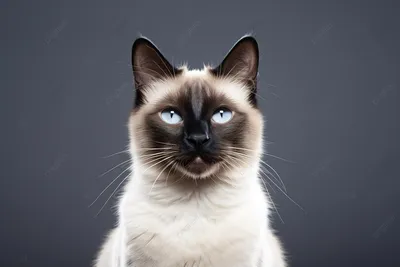 сиамский кот с кошачьей мордой Фон Обои Изображение для бесплатной загрузки  - Pngtree