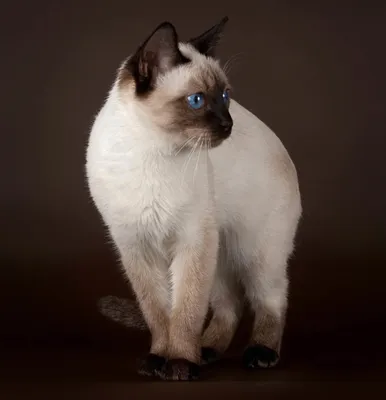 Сиамский кот | Сиамский кот, Кот, Сиамские