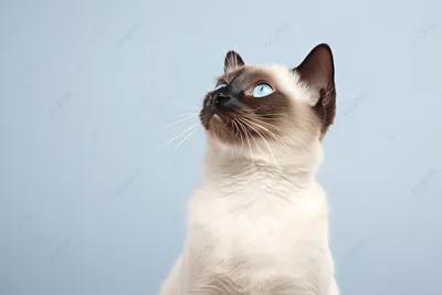 Маленький сиамский кот стоит на белом фоне, кошка, высокое разрешение,  привлекательность фон картинки и Фото для бесплатной загрузки