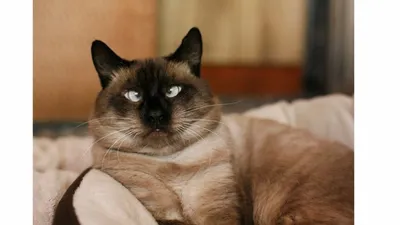 Кот люцик сиамский кот» — создано в Шедевруме