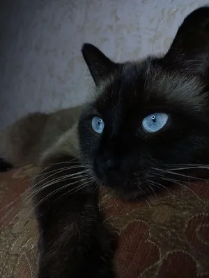 пушистый сиамский кот отводящий взгляд от серого фона Обои Изображение для  бесплатной загрузки - Pngtree