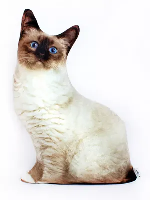 Породы кошек. Сиамский кот. Высокое …» — создано в Шедевруме