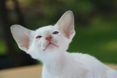 Пушистый сиамский кот стоковое фото. изображение насчитывающей кошачий -  72951394
