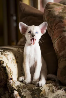 Красивый кот сиамский порода смотрит голубыми глазами Photos | Adobe Stock