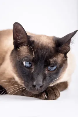 сиамский кот с голубыми глазами сидит на деревянном столе с черным фоном.  Синий бриллиантный кот сидит в коте-студио Стоковое Изображение -  изображение насчитывающей кошачий, волосы: 265801117