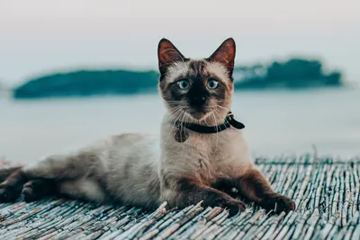 Сиамский котенок, валяная игрушка купить на hady.ru