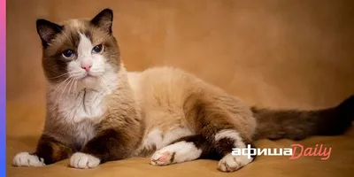 Игрушка Реалистичная сиамский кот 30 см. - купить с доставкой по выгодным  ценам в интернет-магазине OZON (1198033203)
