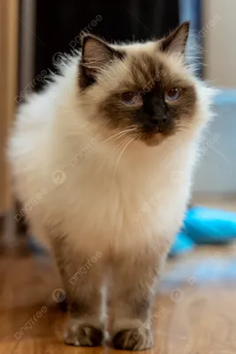 Пушистый сиамский кот сидит на …» — создано в Шедевруме