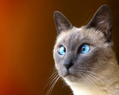 Роскошный сиамский кот с голубыми глазами портрет Stock Photo | Adobe Stock