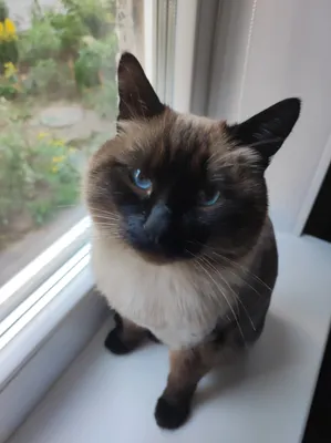 Красивый ласковый сиамский кот Стоковое Изображение - изображение  насчитывающей ангстрома, котенок: 74282813
