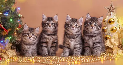 Сибирские кошки | Кошки вики | Fandom