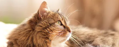 Сибирский кот - особенности характера | О котах | Дзен