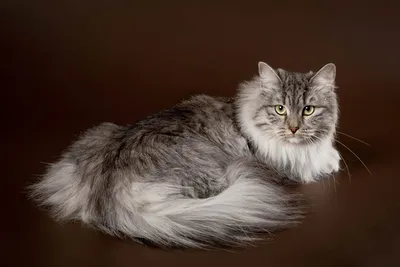 Сибирская кошка | Кошки и собаки Вики | Fandom